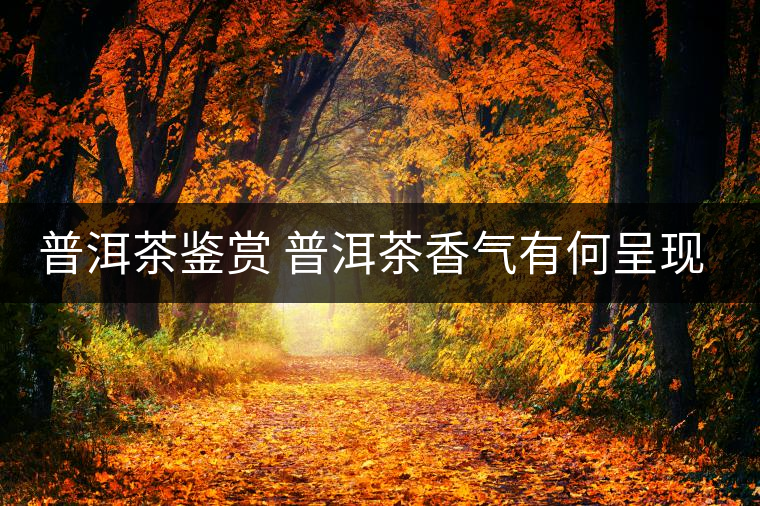 普洱茶鑒賞 普洱茶香氣有何呈現(xiàn)？