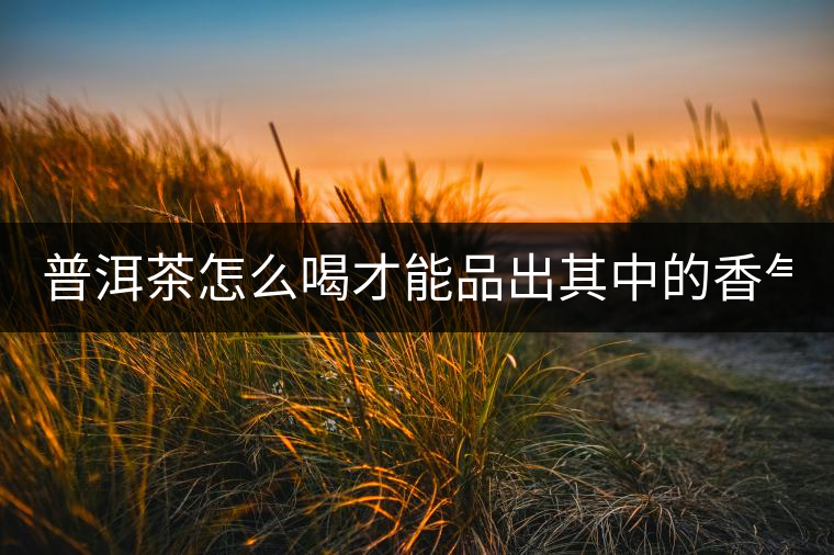 普洱茶怎么喝才能品出其中的香氣？