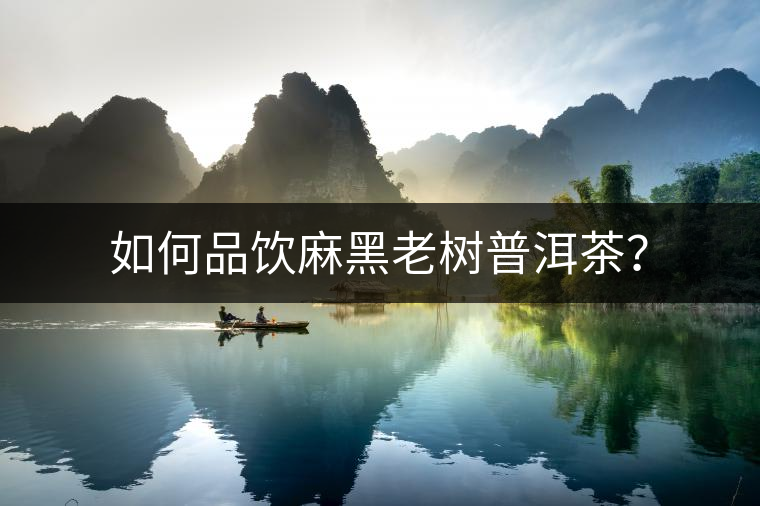 如何品飲麻黑老樹普洱茶？