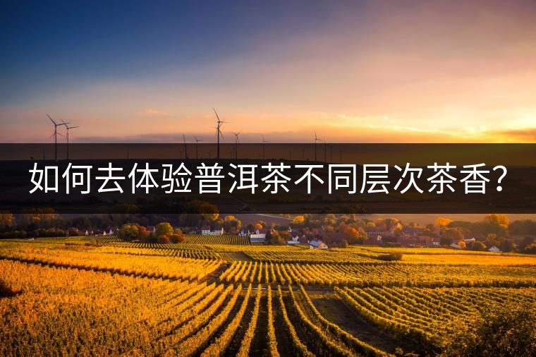如何去體驗(yàn)普洱茶不同層次茶香？