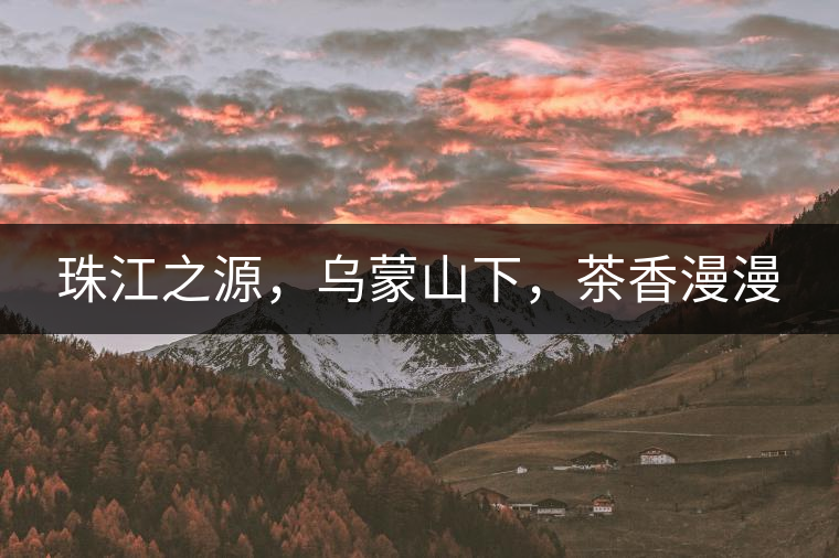 珠江之源，烏蒙山下，茶香漫漫