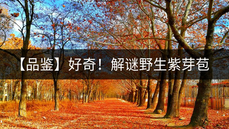 【品鑒】好奇！解謎野生紫芽苞的口感