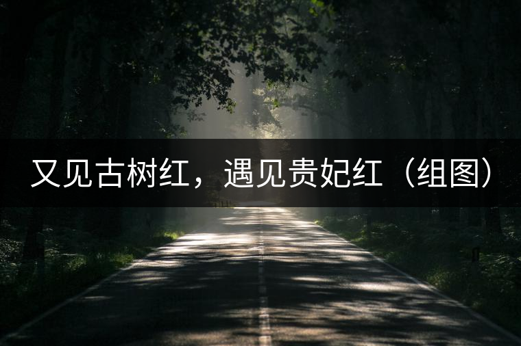 又見古樹紅，遇見貴妃紅（組圖）