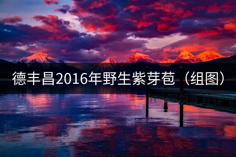 德豐昌2016年野生紫芽苞(組圖) 德豐昌2016年野生紫芽苞(組圖)