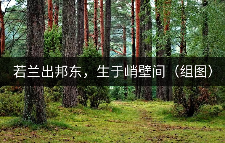 若蘭出邦東，生于峭壁間（組圖）