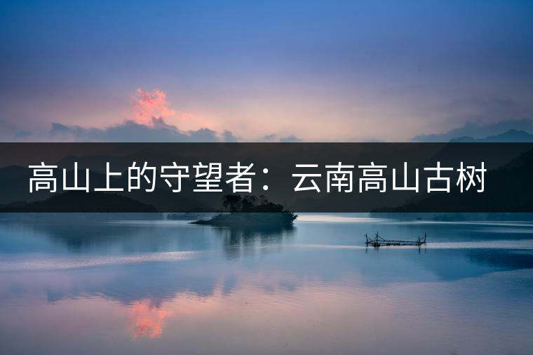 高山上的守望者:云南高山古樹(shù)餅茶 高山上的守望者:云南高山古樹(shù)餅茶