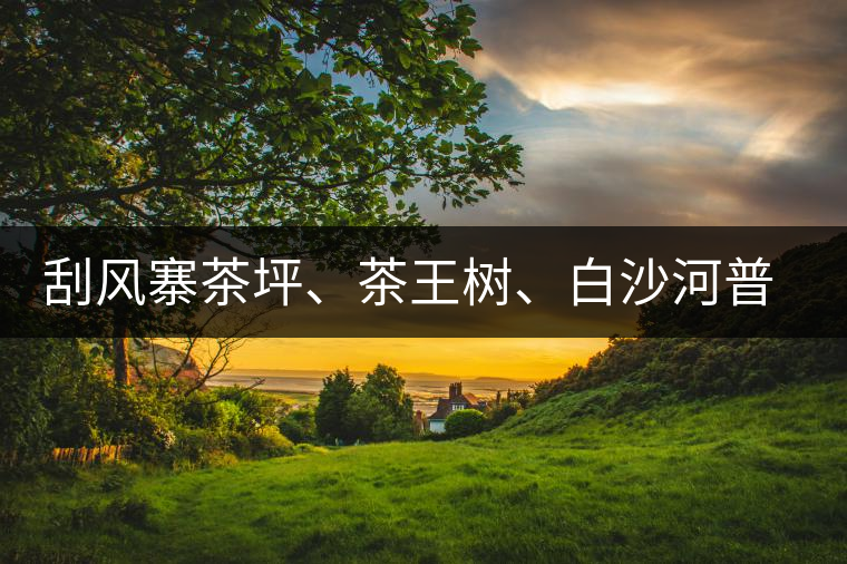 刮風寨茶坪、茶王樹、白沙河普洱茶怎么樣