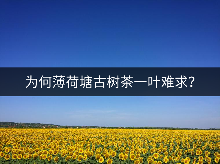 為何薄荷塘古樹茶一葉難求？