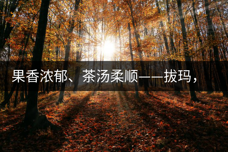 果香濃郁、茶湯柔順——拔瑪，南糯山最好的茶