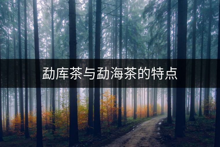 勐庫茶與勐海茶的特點(diǎn) 勐庫茶與勐海茶的特點(diǎn)