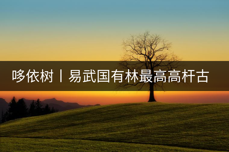 哆依樹丨易武國(guó)有林最高高桿古樹