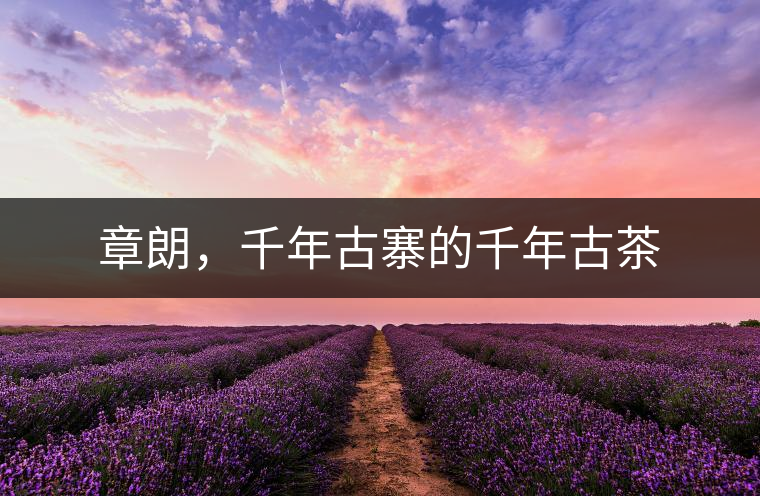 章朗，千年古寨的千年古茶