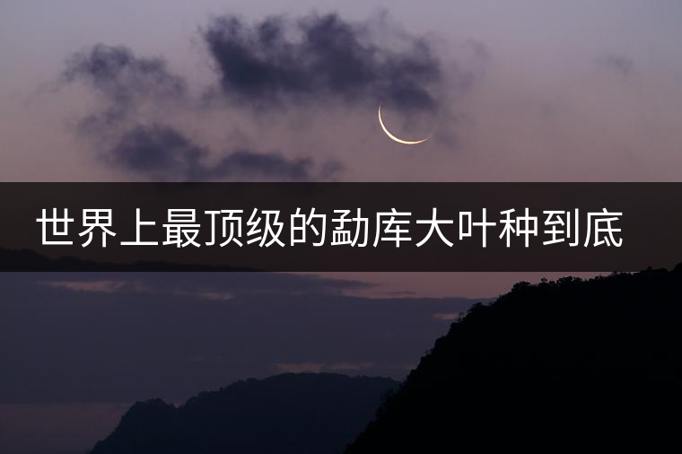 世界上最頂級(jí)的勐庫大葉種到底是什么？這篇文章講透了