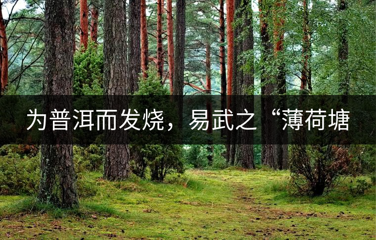 為普洱而發(fā)燒，易武之“薄荷塘