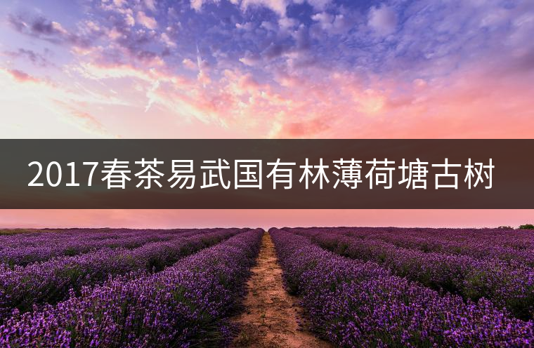 2017春茶易武國有林薄荷塘古樹茶純料