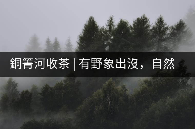 銅箐河收茶 | 有野象出沒，自然是好茶