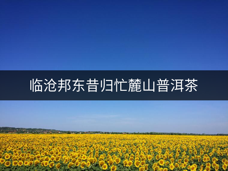 臨滄邦東昔歸忙麓山普洱茶 臨滄邦東昔歸忙麓山普洱茶