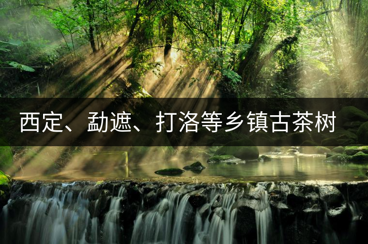 西定、勐遮、打洛等鄉(xiāng)鎮(zhèn)古茶樹資源