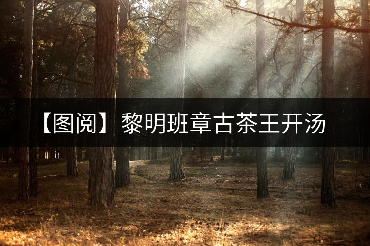 【圖閱】黎明班章古茶王開湯 【圖閱】黎明班章古茶王開湯