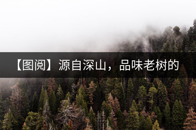 【圖閱】源自深山，品味老樹的味道