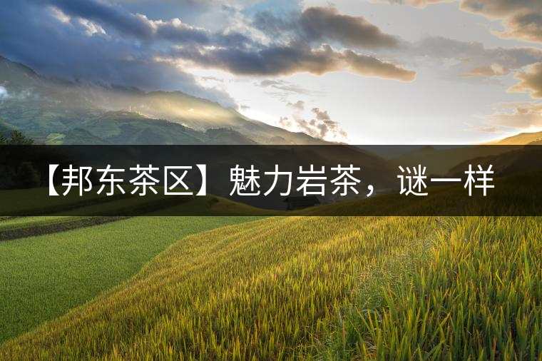 【邦東茶區(qū)】魅力巖茶，謎一樣的邦東！