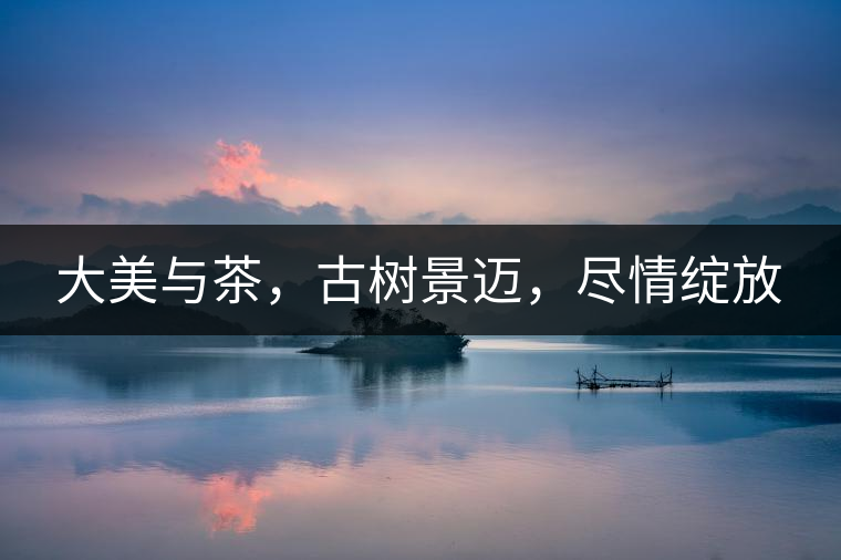 大美與茶，古樹(shù)景邁，盡情綻放