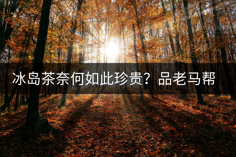 冰島茶奈何如此珍貴？品老馬幫之“冰島老寨”，答案在這里！