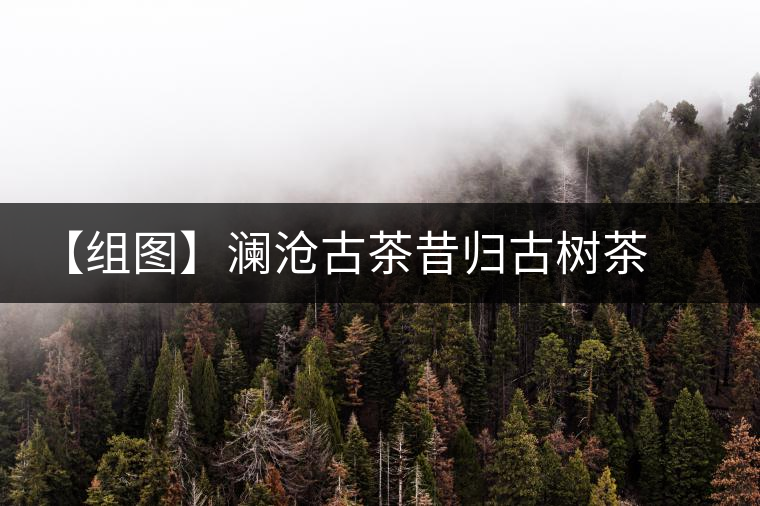 【組圖】瀾滄古茶昔歸古樹茶開湯 【組圖】瀾滄古茶昔歸古樹茶開湯