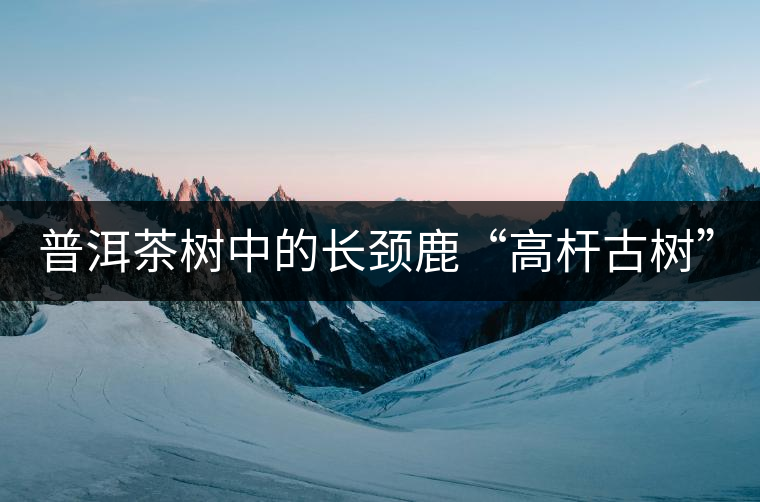 普洱茶樹中的長頸鹿“高桿古樹”！