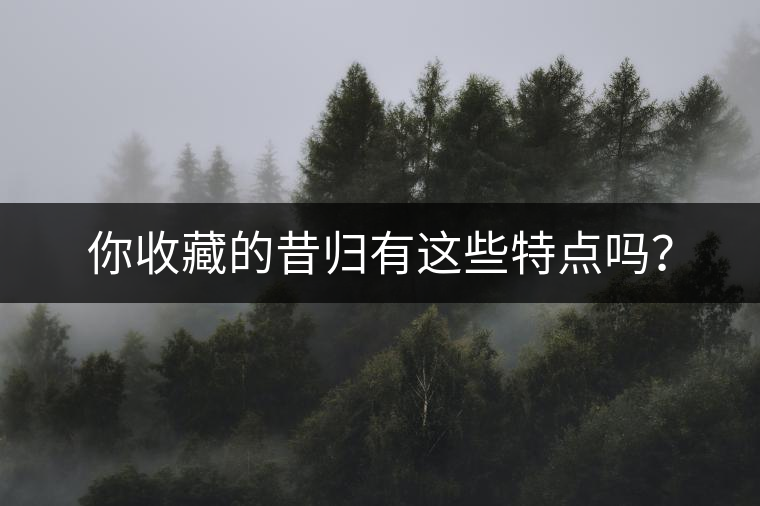 你收藏的昔歸有這些特點(diǎn)嗎？