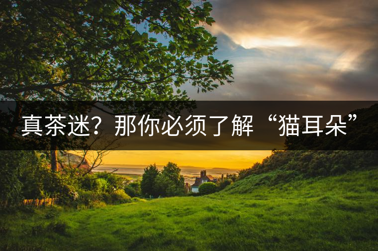 真茶迷？那你必須了解“貓耳朵”