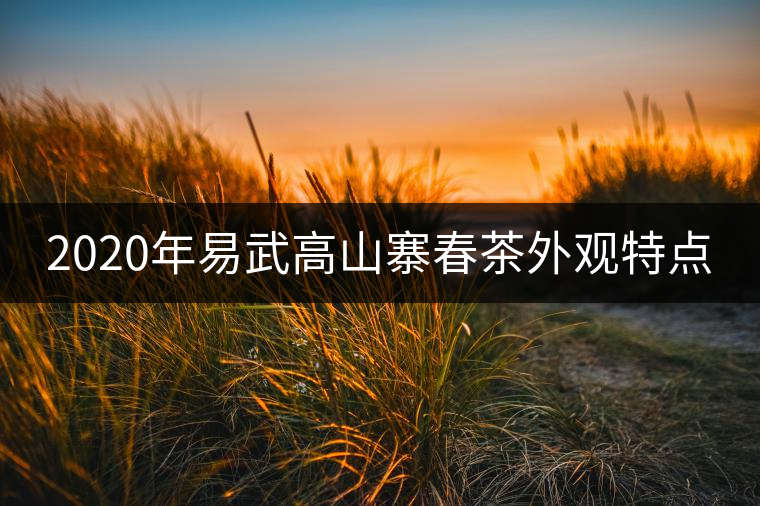 2020年易武高山寨春茶外觀特點