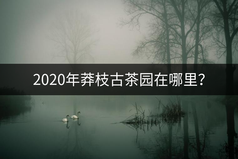 2020年莽枝古茶園在哪里？