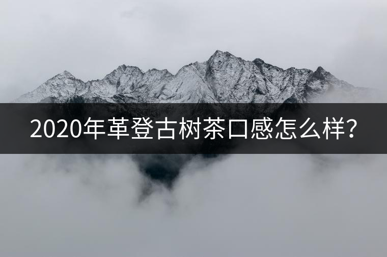 2020年革登古樹(shù)茶口感怎么樣？