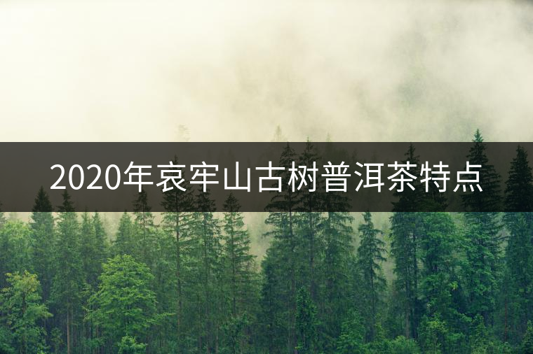 2020年哀牢山古樹普洱茶特點