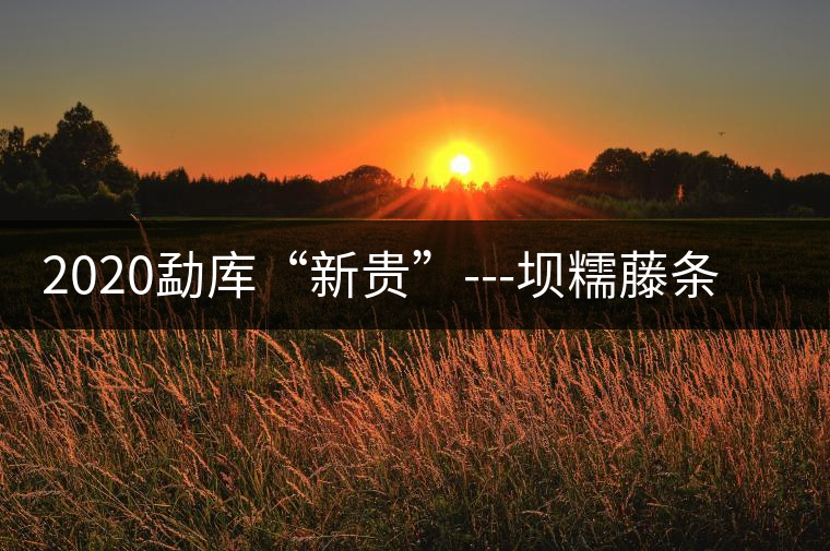 2020勐庫“新貴”---壩糯藤條茶，是如何一夜爆紅的？