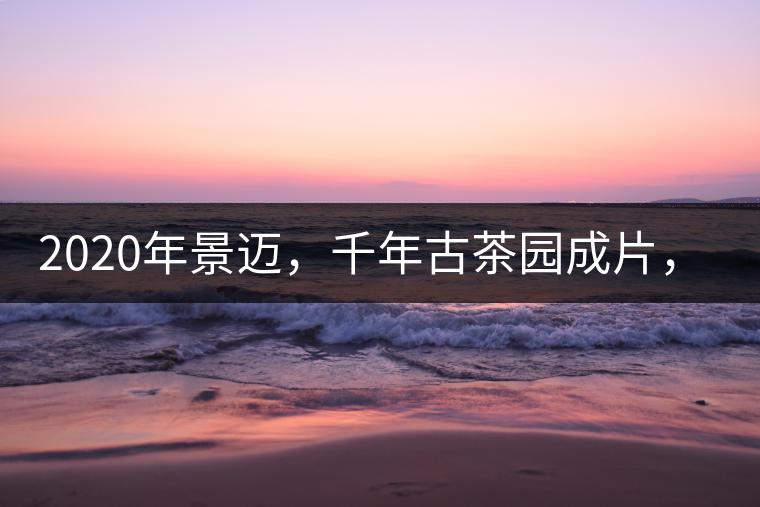 2020年景邁，千年古茶園成片，蘭花香堪稱一絕！