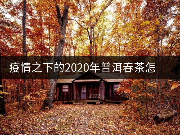 疫情之下的2020年普洱春茶怎么辦？春天會遲到，但一定會來