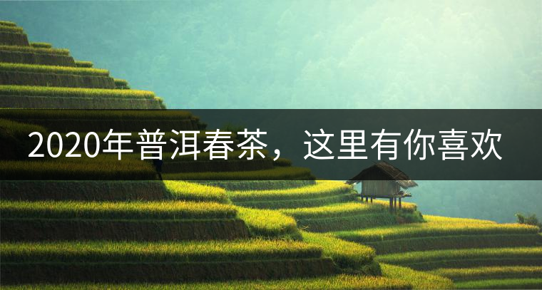2020年普洱春茶，這里有你喜歡的山頭嗎？