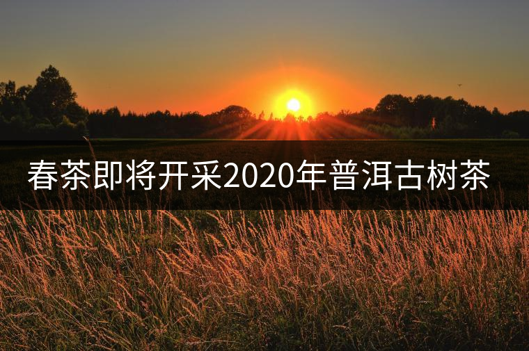 春茶即將開采2020年普洱古樹茶資源奉獻