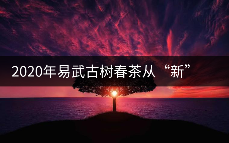 2020年易武古樹(shù)春茶從“新”到“老”，如何完成蛻變的？