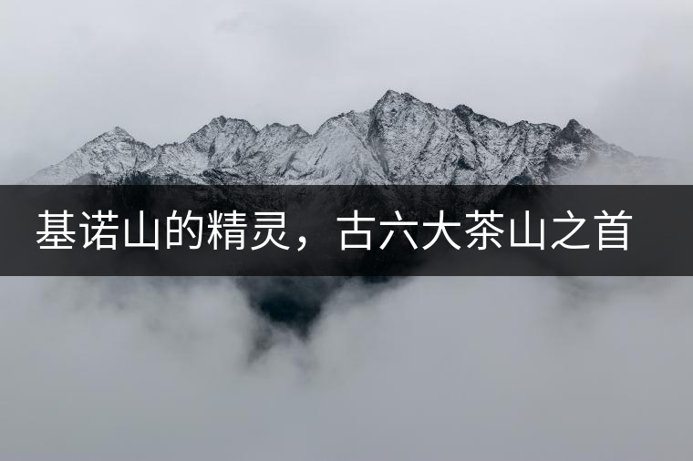 基諾山的精靈，古六大茶山之首武侯遺種攸樂古樹茶
