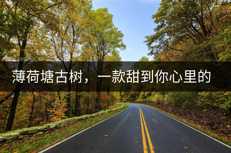 薄荷塘古樹，一款甜到你心里的普洱茶