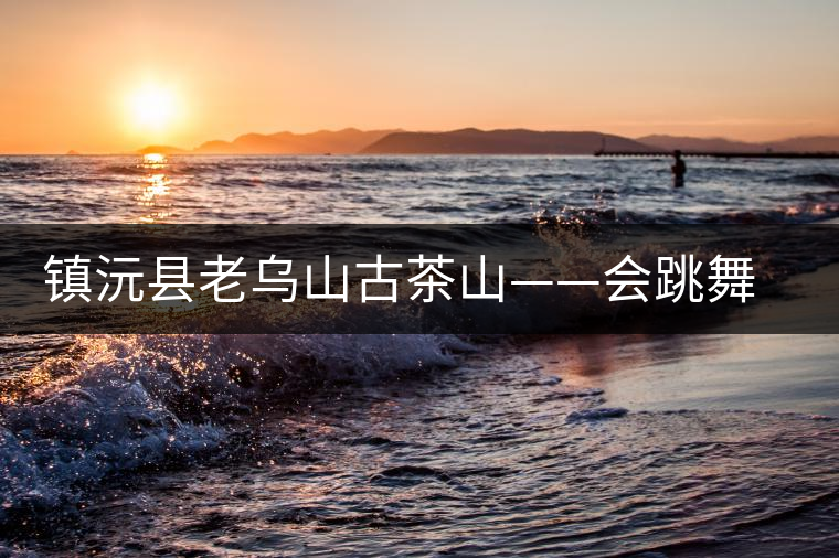 鎮(zhèn)沅縣老烏山古茶山——會跳舞的古茶樹