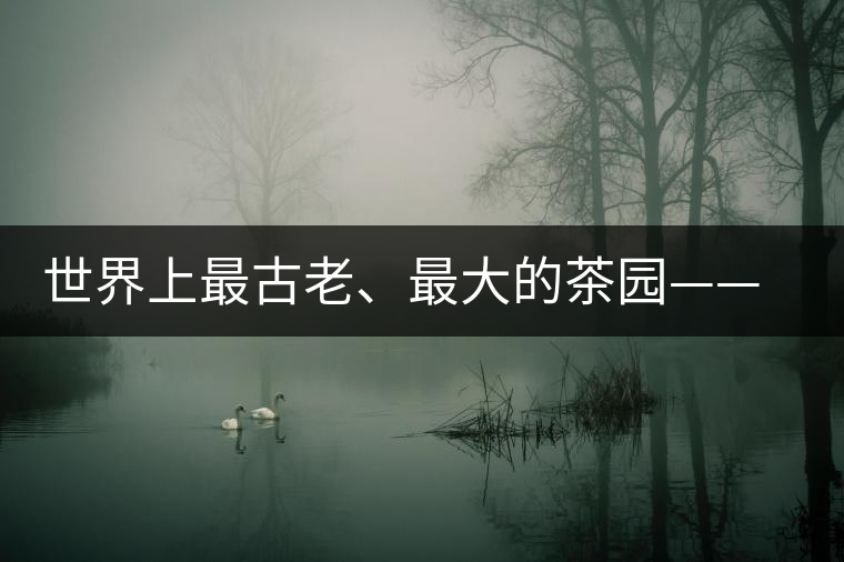 世界上最古老、最大的茶園——芒景