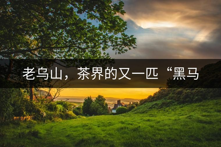 老烏山，茶界的又一匹“黑馬