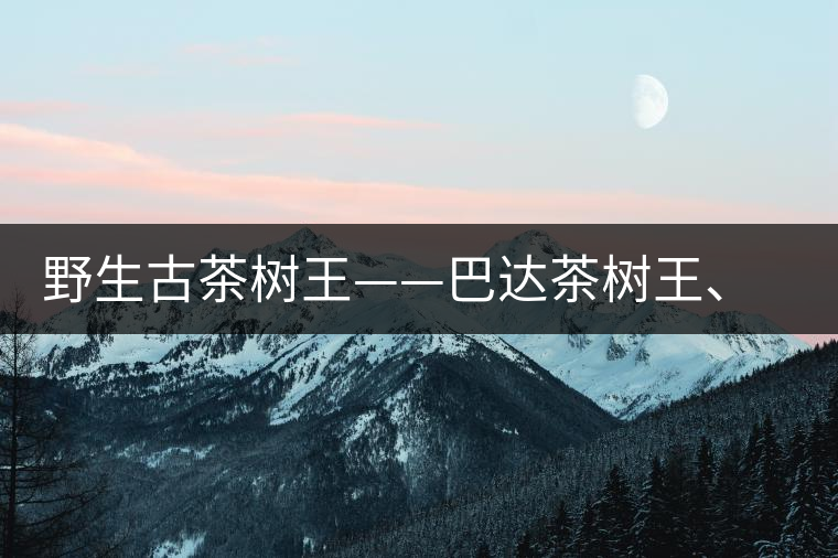 野生古茶樹(shù)王——巴達(dá)茶樹(shù)王、千家寨茶樹(shù)王及錦繡茶祖