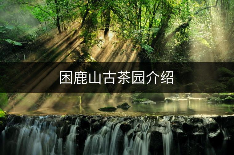 困鹿山古茶園介紹 困鹿山古茶園介紹