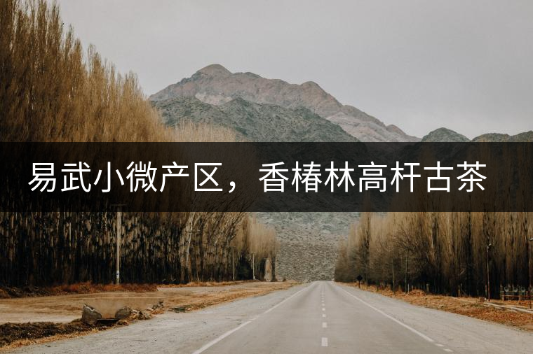 易武小微產(chǎn)區(qū)，香椿林高桿古茶園特點(diǎn)介紹