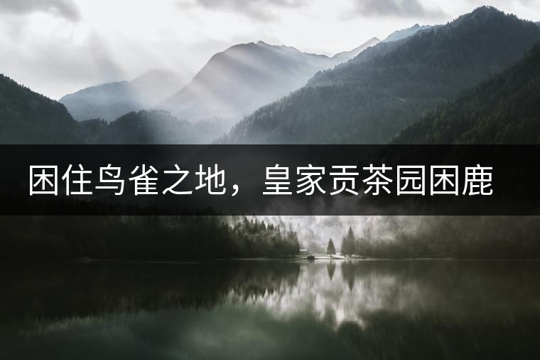 困住鳥(niǎo)雀之地，皇家貢茶園困鹿山古樹(shù)茶